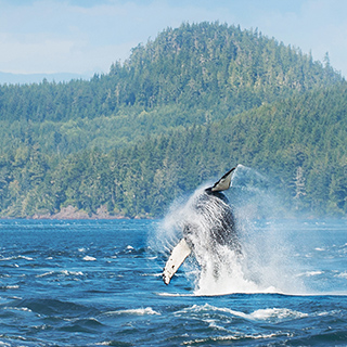 Telegraph Cove - Breaching humpback whale